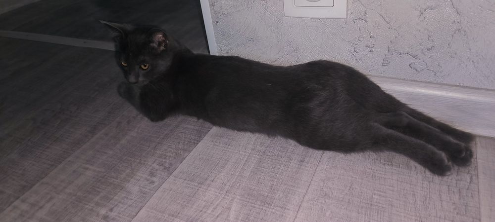 Котенок в ответственные руки