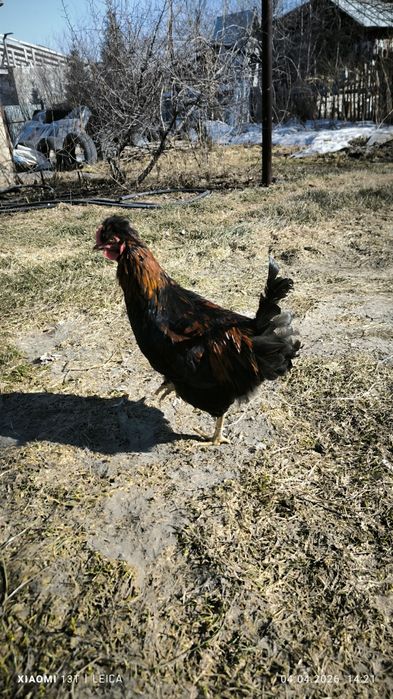 Продам молодых петухов