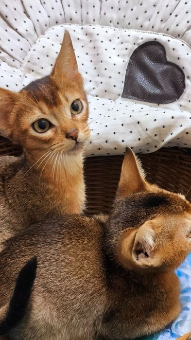 АБИССИНСКИЕ  красотуны