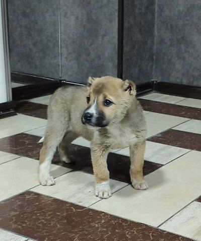 Отдам щенков в ХОРОШИЕ руки!!!