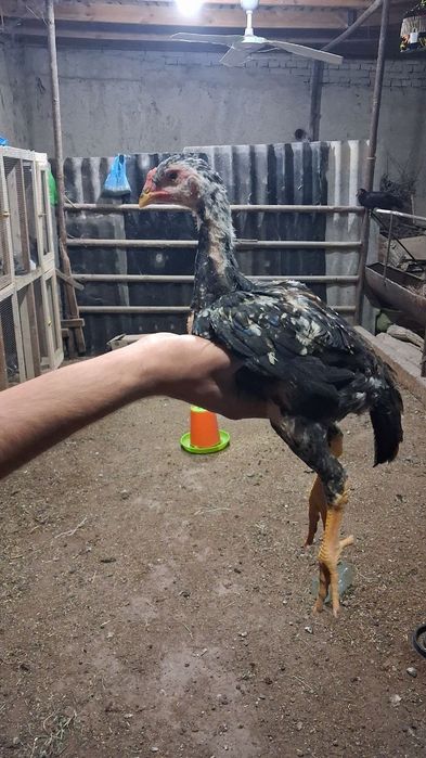 Мартиски чужалар сотувда