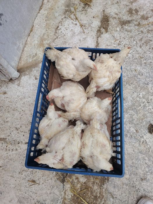 Pui albi de carne și rasa mixta