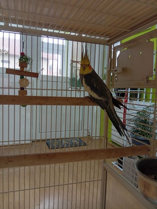 Colivie păsări foarte frumoasa și incapatoare