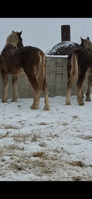 Жеребята- жеребчики