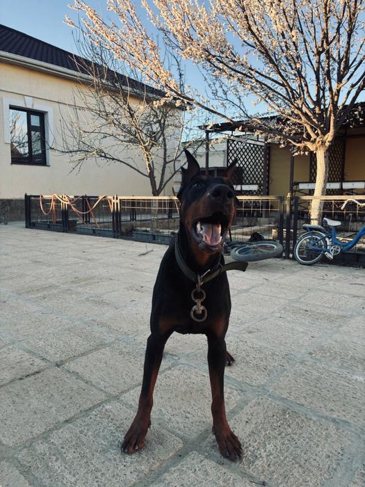 доберман 1,5 жас