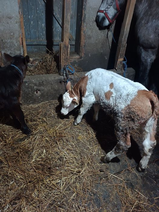 De vanzare vitel de 3 săptămâni