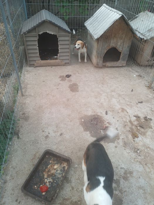 Pereche câini beegal