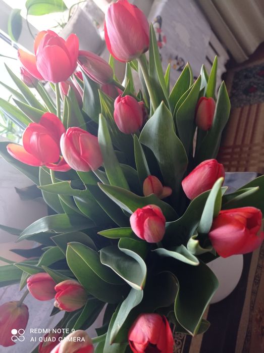 Тюльпаны  дачные