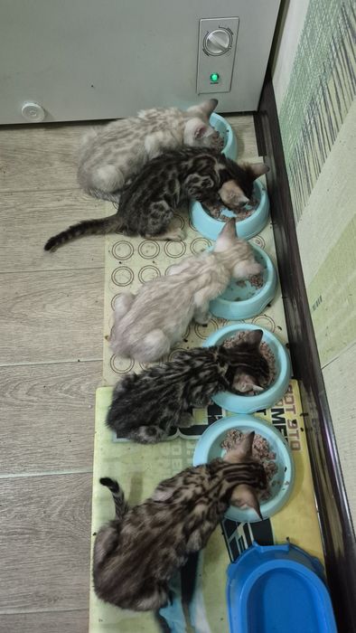 Бенгальские котята