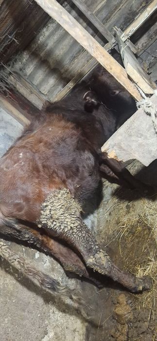 Продам корову двухлетнюю корову