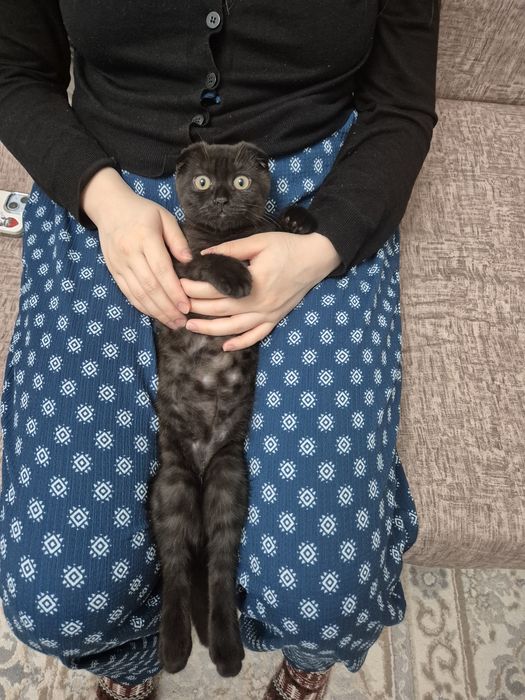 Продам котенка шотландец вислоухии