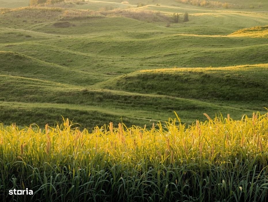 Vanzare Teren Extrav. Arabil, Pășune Chesint, Zabrani 1ha - 48.86ha