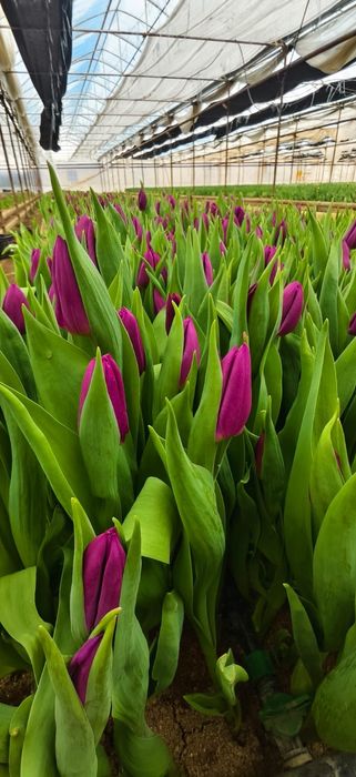 Качественные Тюльпаны оптом! Голландская луковица.