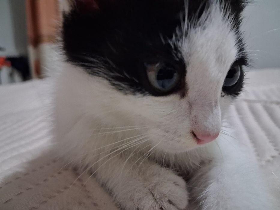 Отдам Котёнка мальчик хорошие руки