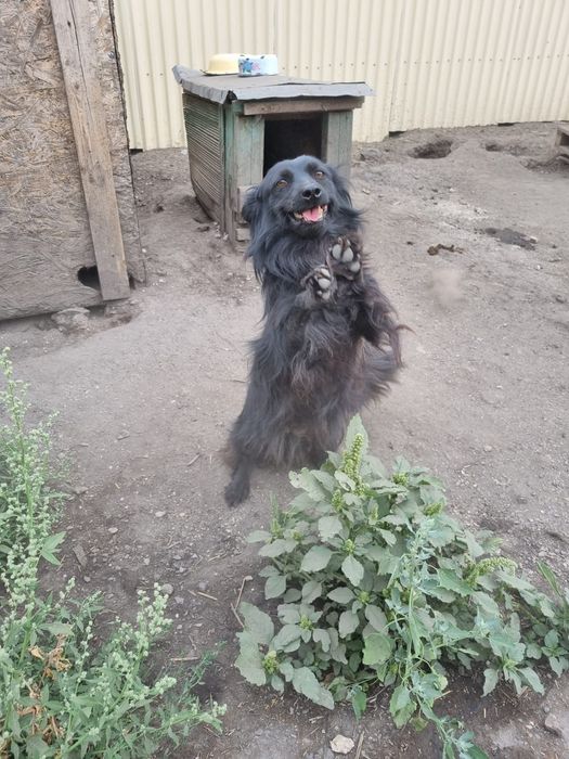 Дарю в добрые и ответственные руки