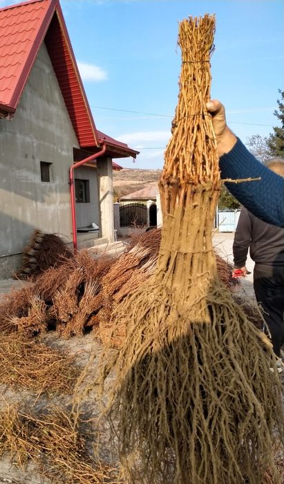 Butasi altoiti si hibrizi