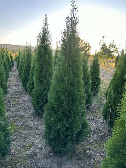 Tuia Smaragd 1,5 m - 2,5 m