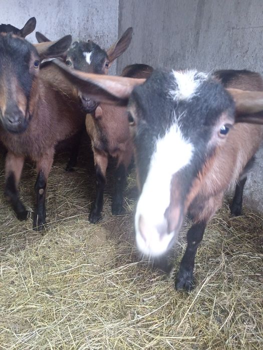 Vând capre alpine franceze