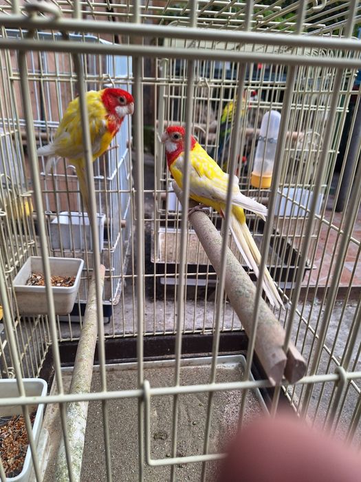 Papagali rosella și kakariki