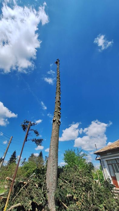 (Арборист) Кастрене, оформяне и отсичане на опасни дървета - Балчик
