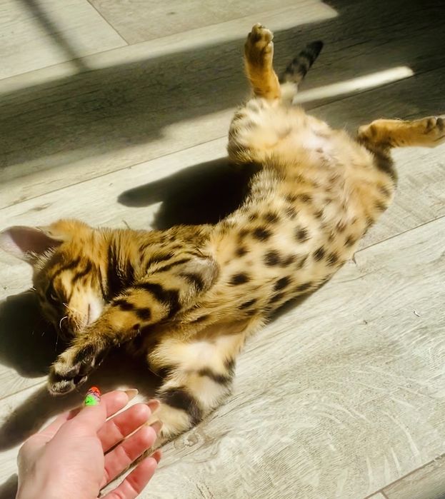 Котенок бенгальской породы