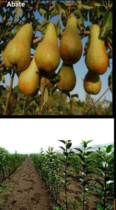 Visini-pomi fructiferi