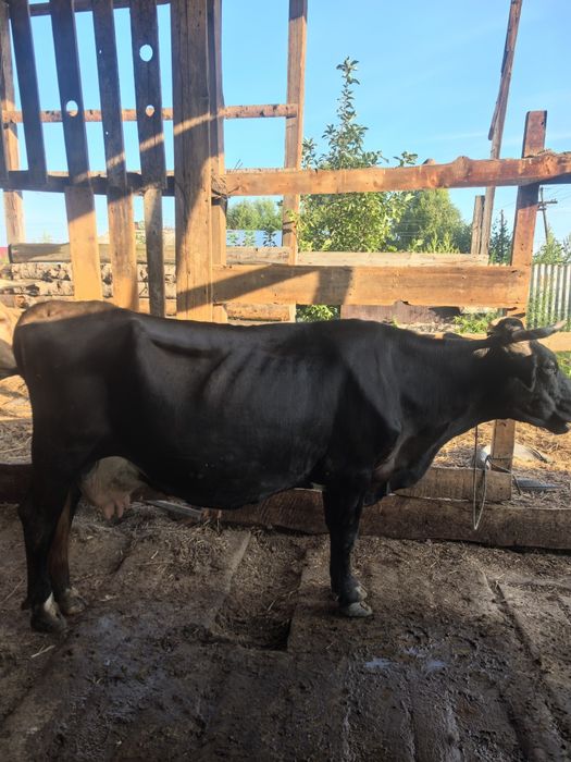 Продам две коровы