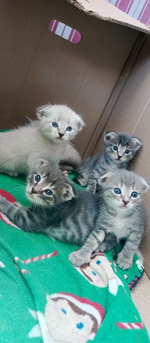 Котята вислоухие