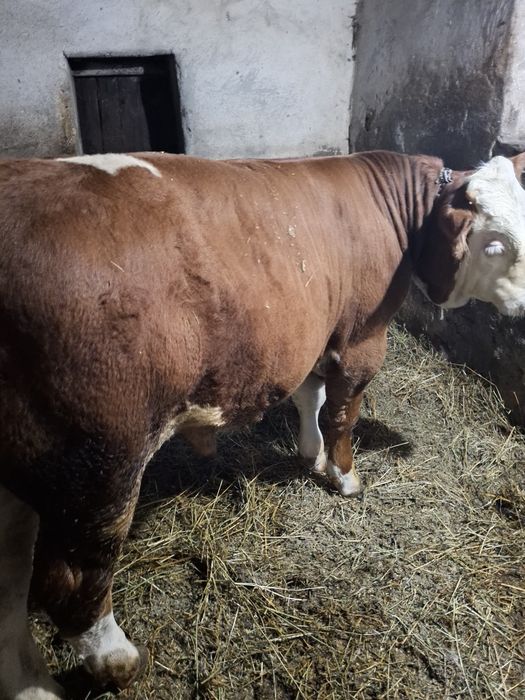 Vînd tăuraș de 400 kg ân județul Sibiu comuna Șeica Mare .