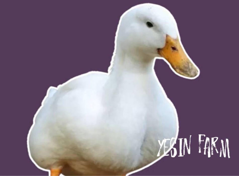 Утиные инкубационные яйца, стабильный процент вывода