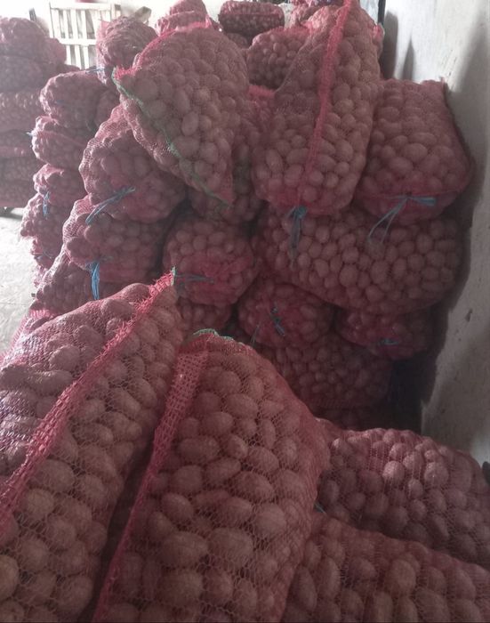 Cartof rosu de samanta si consum