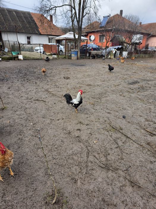 Cocos italian argintiu