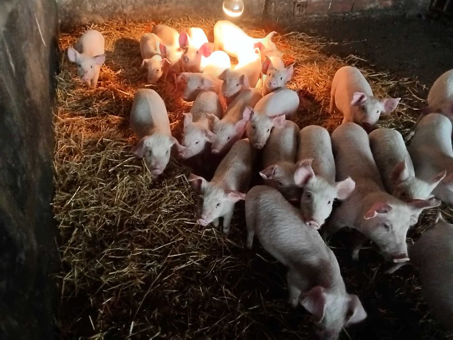 Малки и големи прасета