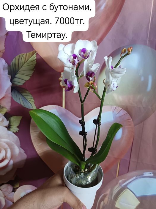 Продам орхидею красивую