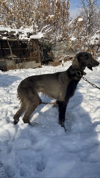 Қазақтың құмай тазысы