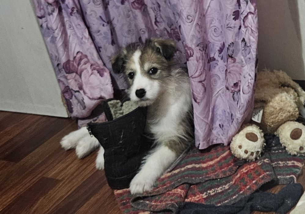 Отдам щенка в добрые руки