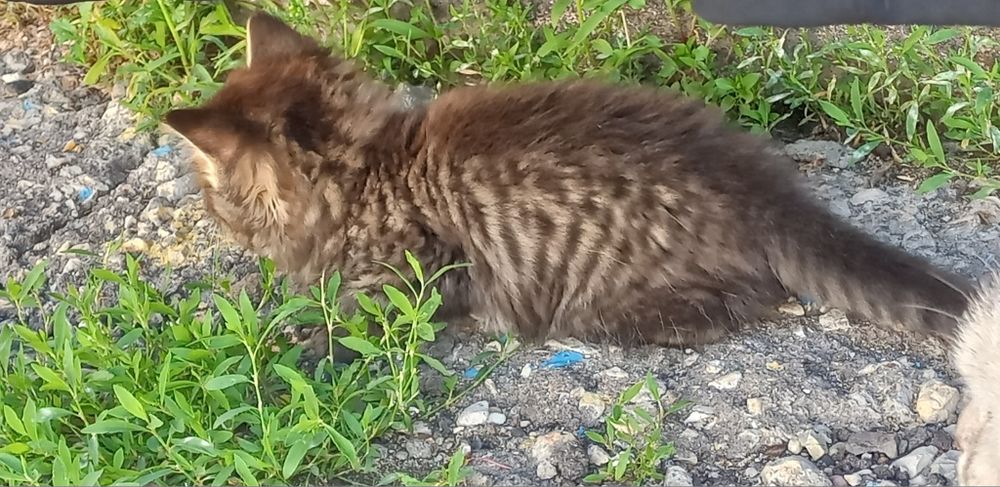 Котята шотландские