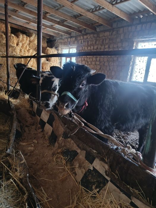 Буқалар сатылады