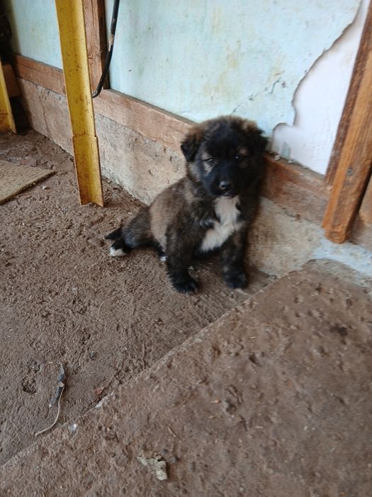 Подарявам малко сладко женско кученце