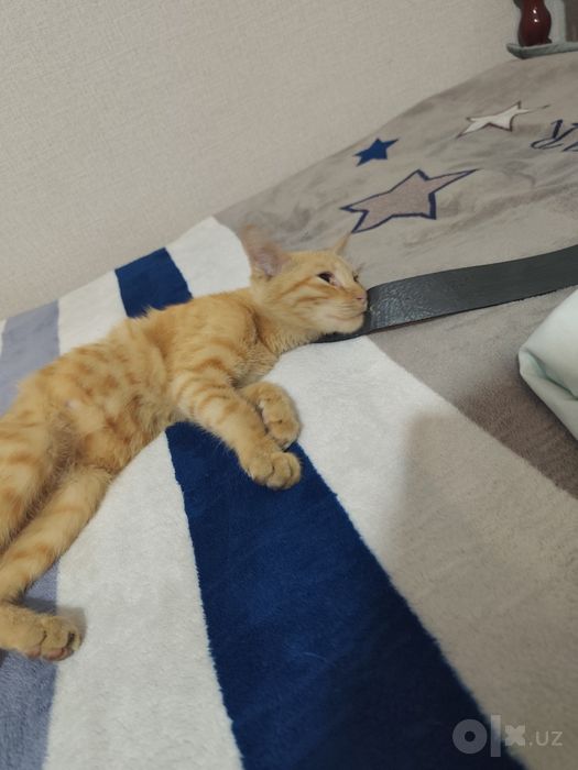 Отдадим кота лаского