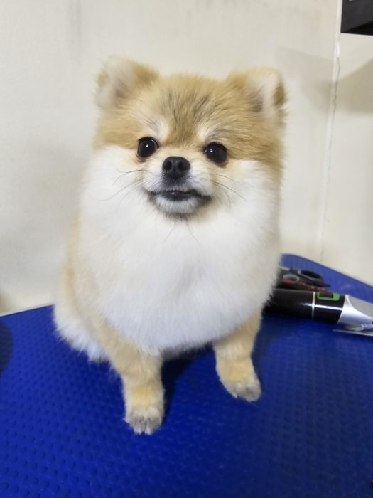 Груминг собак и кошек