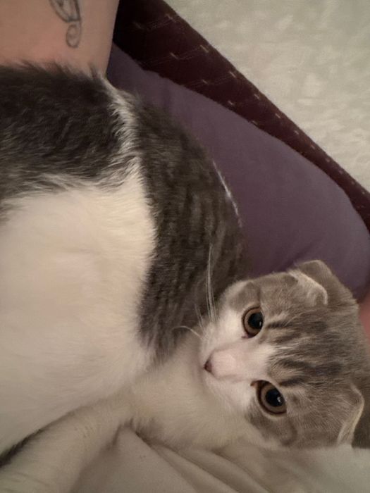 Отдам в хорошие руки