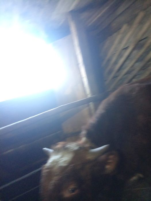 Продам бычка находится в кокшетау