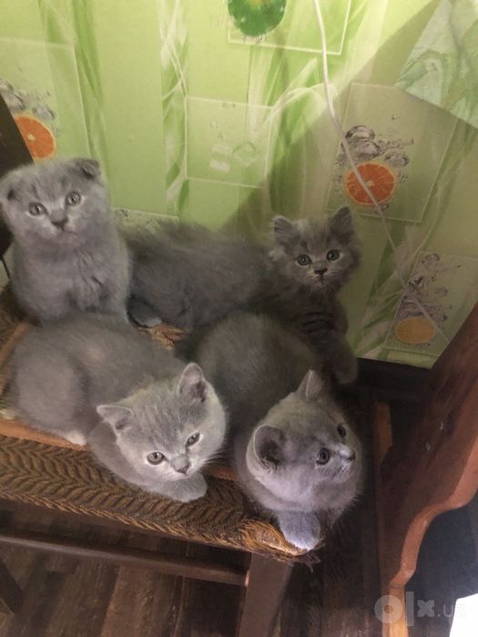 Котята Скотиш фолд и страйт