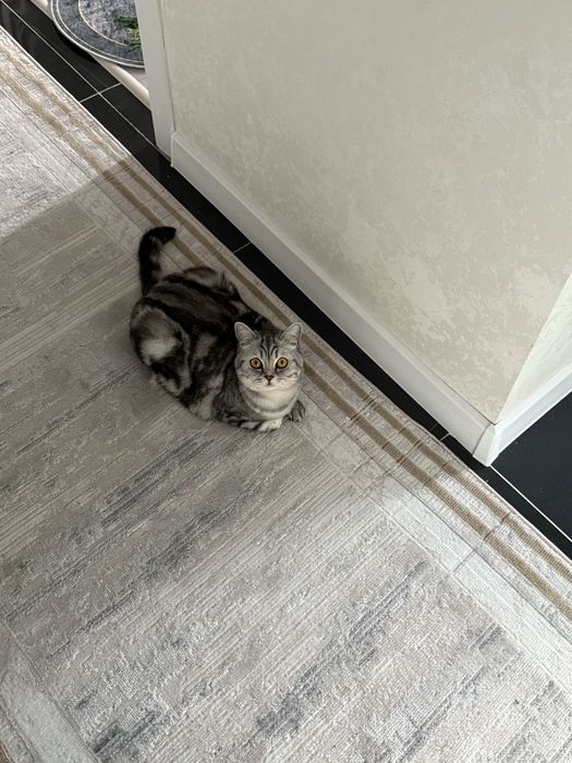 Британка кошечка