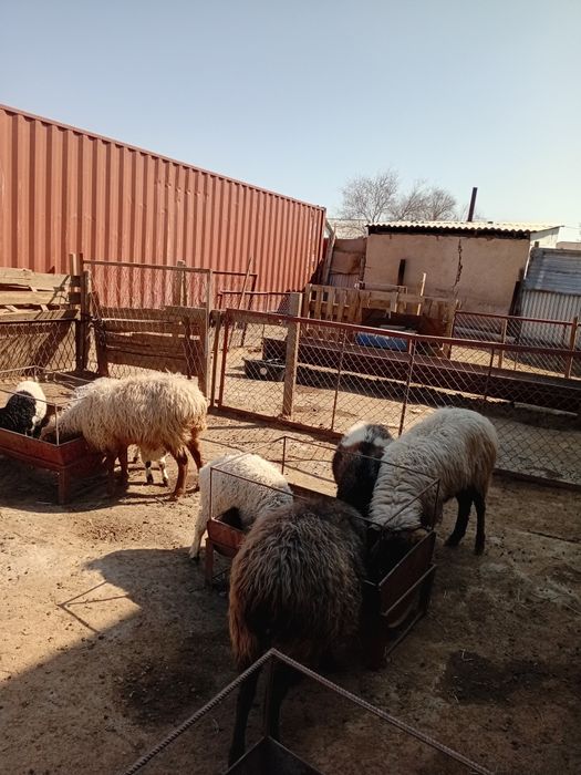 Қойлар бар жас ,қозылар