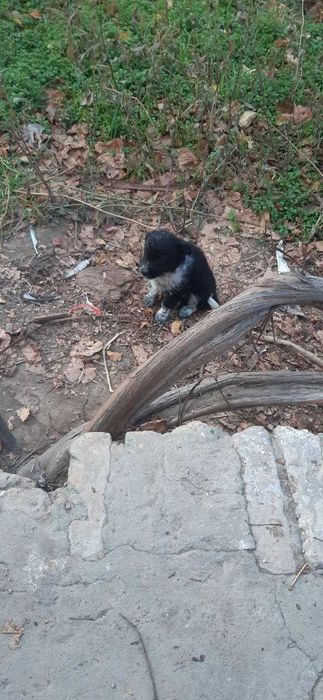 Отдам щенят породы дворняга в добрые руки.