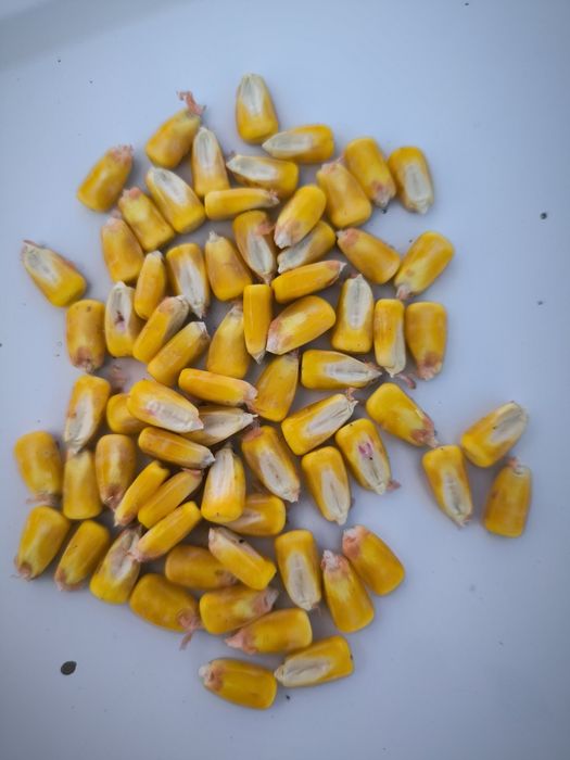 Царевица 2025 година