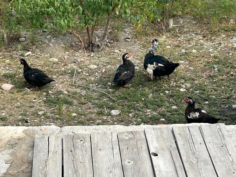 Продам шипунов индоуток