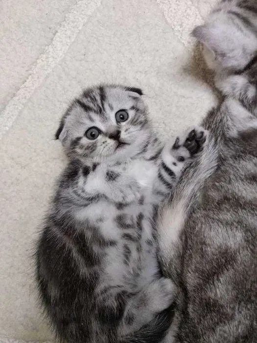 Вислоухий котенок